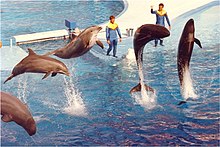 SeaWorld show featuring bottlenose dolphins and pilot whales. Sea World1.jpg