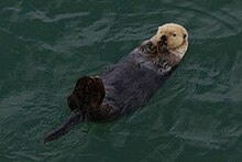 Sea otter floats on it's back (1721dbf3-f355-43f8-8673-6e448eb9dc8d).jpg