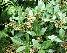 Searsia tomentosa - Gerçek Yabani Frenk üzümü çalı - Cape Town.jpg