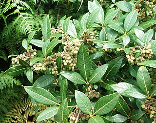 <i>Searsia tomentosa</i> Species of tree