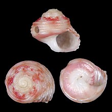 Seashell Homalopoma profundum.jpg