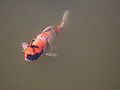 Seattle-Arboretum-Koi-4029.jpg