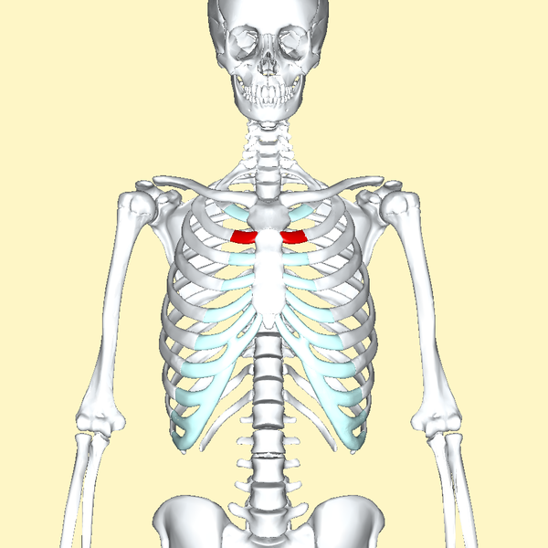 File:Second costal cartilage frontal2.png