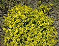 * Nomination Mossy stonecrop (Sedum acre), Woodstock, Ontario, Canada. --The Cosmonaut 01:05, 6 April 2020 (UTC) * Promotion  Support Good quality -- Johann Jaritz 03:27, 6 April 2020 (UTC)