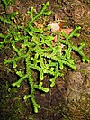 Selaginella denticulata La Palma01.jpg