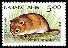 Селевиния betpakdalaensis.jpg