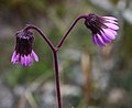 Senecio garcibarrigae