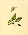 13. Phalaena bifurcata (unidentified)