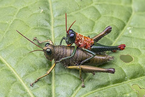Short-horned grasshoppers (Rhytidochrota risaraldae) mating
