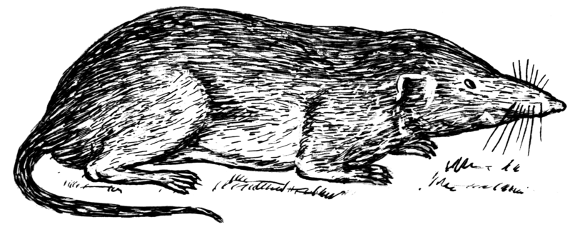 File:Shrew 2 (PSF).png