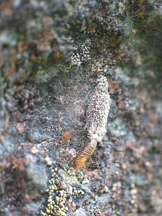 <i>Siederia alpicolella</i> Species of moth