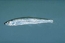 Emerald shiner - Wikipedia