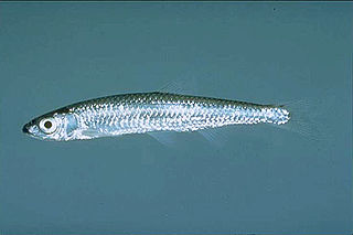 <span class="mw-page-title-main">Silver shiner</span> Species of fish