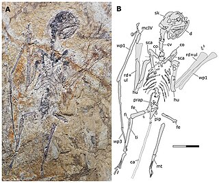 <i>Sinomacrops</i> Genus of anurognathid pterosaur from the Jurassic period