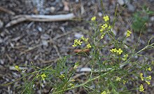 Sisymbrium Altissimum ile ilgili gÃ¶rsel sonucu