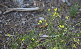 Tumble-mustard (S. altissimum) plant