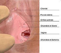 Skenes gland IT.jpg