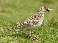 Skylark 2, Lake District, England - juni 2009.jpg