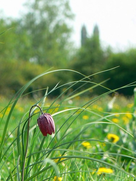 Snake's head fritillaries in the National Nature Reserve, with the Anglican church behind