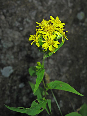 Nipaluma-Kabalu