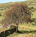 Jarebika (Sorbus aucuparia) je bjelogorična vrsta drveća iz porodice Rosaceae.