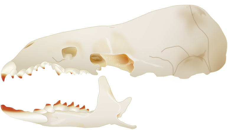 File:Sorex bendirii skull side.svg