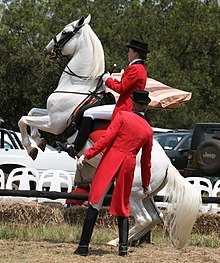 A highly trained horse performing the Pesade, a carefully controlled classical dressage movement where the horse raises its forehand off the ground for a brief period South African Lipizzaners-001.jpg