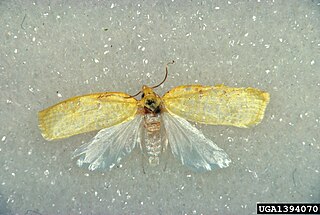 <i>Sparganothis pettitana</i> Species of moth