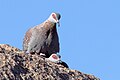 Speckled (Rock) Pigeon-5167 (4) - Flickr - Ragnhild & Neil Crawford.jpg
