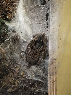 <i>Ceratogyrus meridionalis</i> Species of tarantula