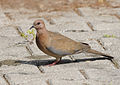 Spilopelia senegalensis - Laughing Dove - Küçük kumru 05.JPG