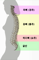 척추: 척추 굽이, 표면, 척추관