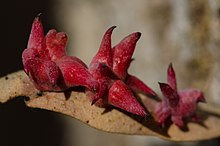 Spined Turban Gall Wasp (Antron douglasii) (10639815576).jpg