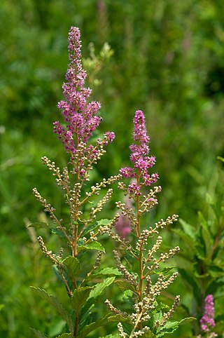 <i>Spiraea tomentosa</i> Species of flowering plant