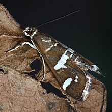 Spoladea recurvalis adult.JPG 