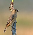 juvenile, Female