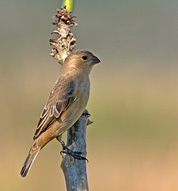 Самиця строкатоволого зерноїда