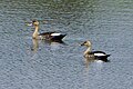 Spot-billed Duck പുള്ളിച്ചുണ്ടന്‍ താറാവ് (8708733049).jpg