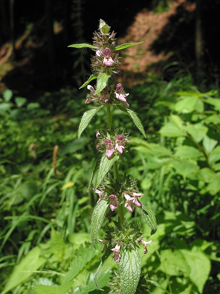 File:Stachys alpina RF.jpg