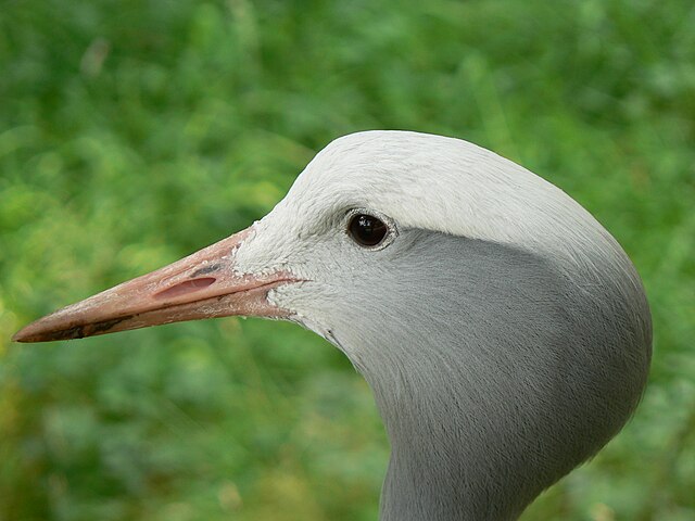 A Stanley crane.