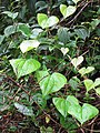 Starr-090618-1091-Dioscorea bulbifera-leaves-Hana Hwy-Maui (24965594895).jpg
