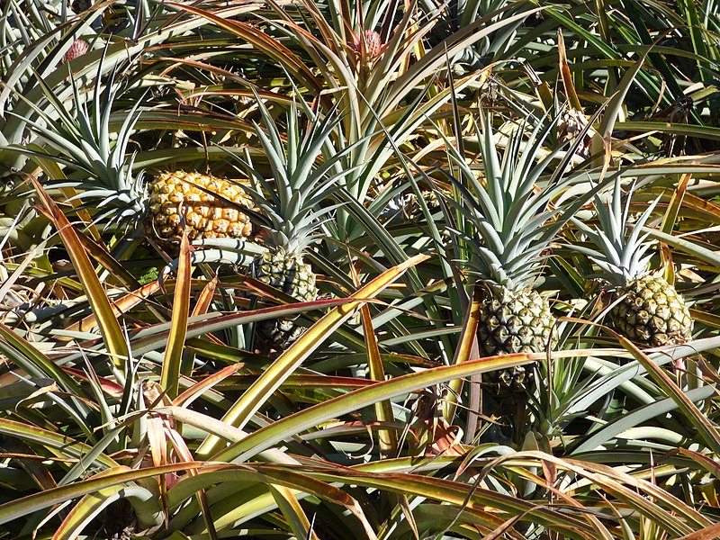 File:Starr-150809-0412-Ananas comosus-fruit at various stages-Hawea Pl Olinda-Maui (25295145625).jpg