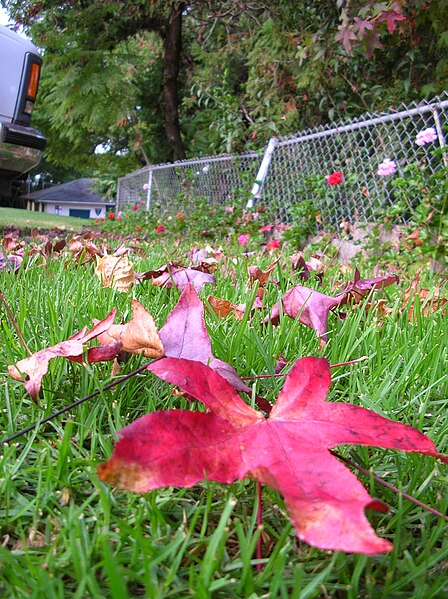 File:Starr 051105-8372 Liquidambar styraciflua.jpg