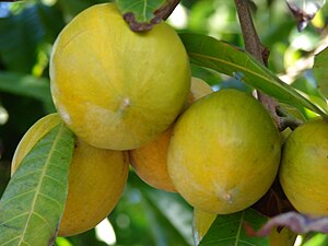 ಮೊಟ್ಟೆ ಹಣ್ಣು