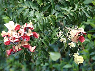 <i>Majidea zanguebarica</i> Species of tree