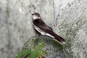 Beschrijving van de afbeelding Stelgidopteryx serripennis ridgwayi.jpg.