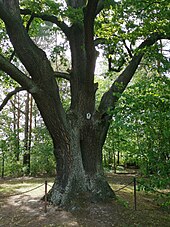 English oak (Quercus robur)