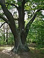 Stieleiche (Quercus robur)