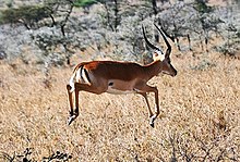 Photo of an impala jumping high in the African bush