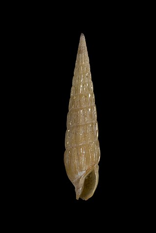 <i>Punctoterebra nitida</i> Species of gastropod